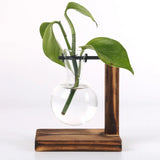 Terrarium Hydroponic Plant Vases